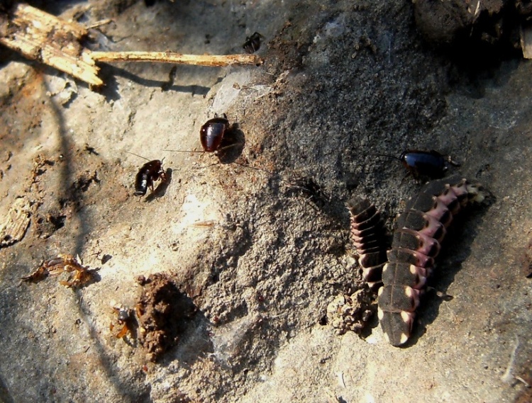 Evaniidae: Evania appendigaster